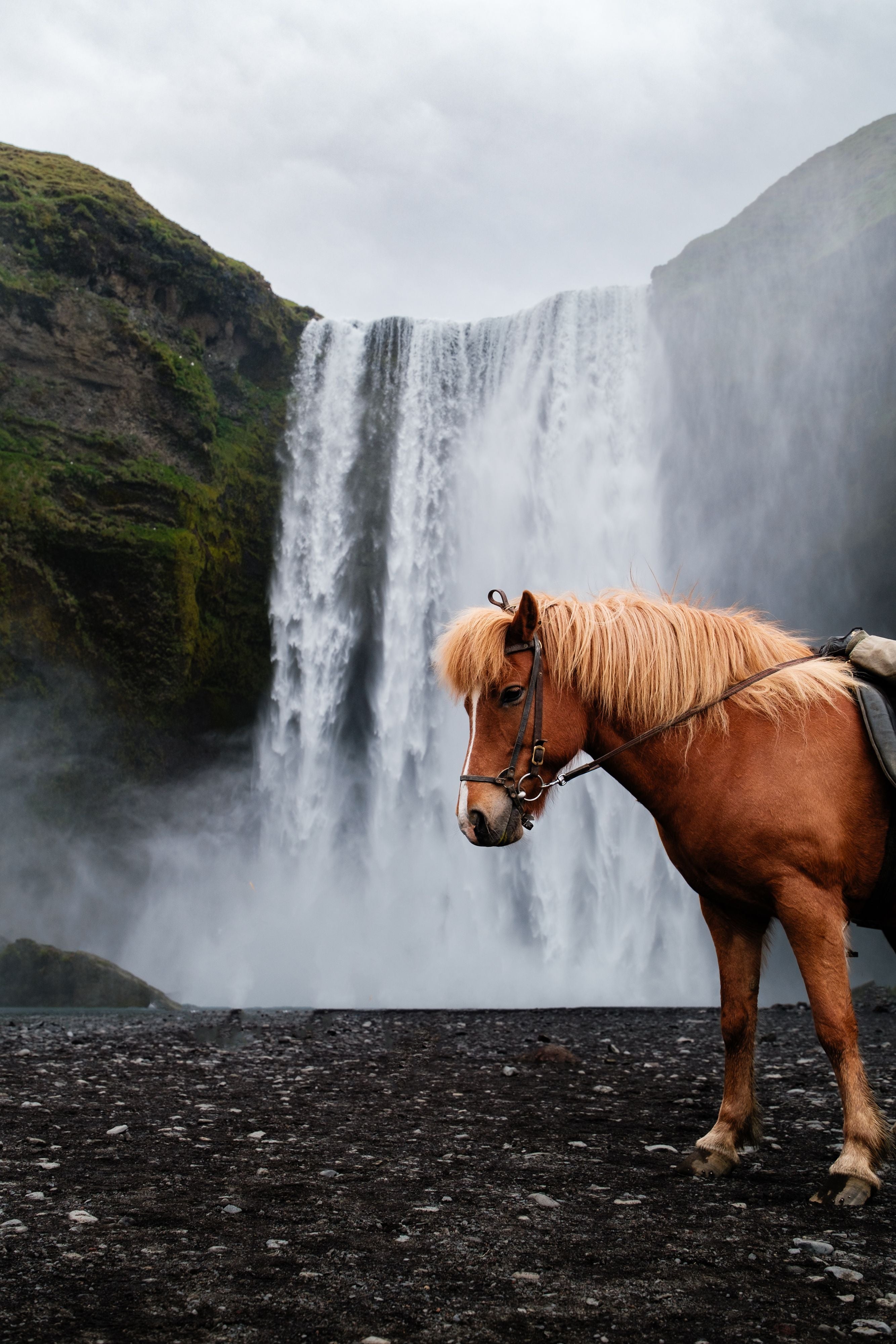 Norway: Journey Through Sunnmøre on an Authentic Icelandic Horseback Adventure