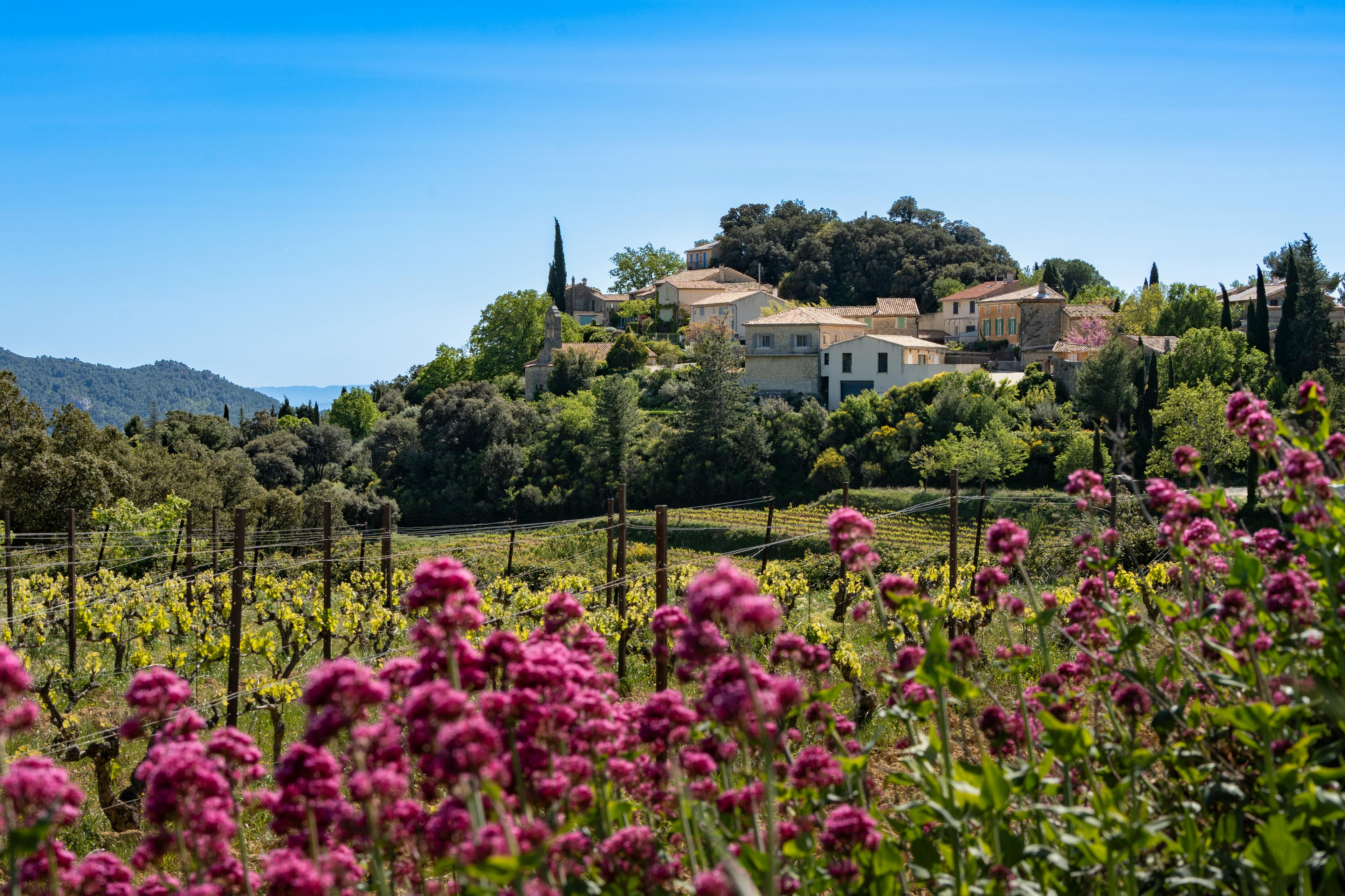 French Riviera – A Sunset Horseback Ride through Coastal Vineyards with Premium Wine Tasting