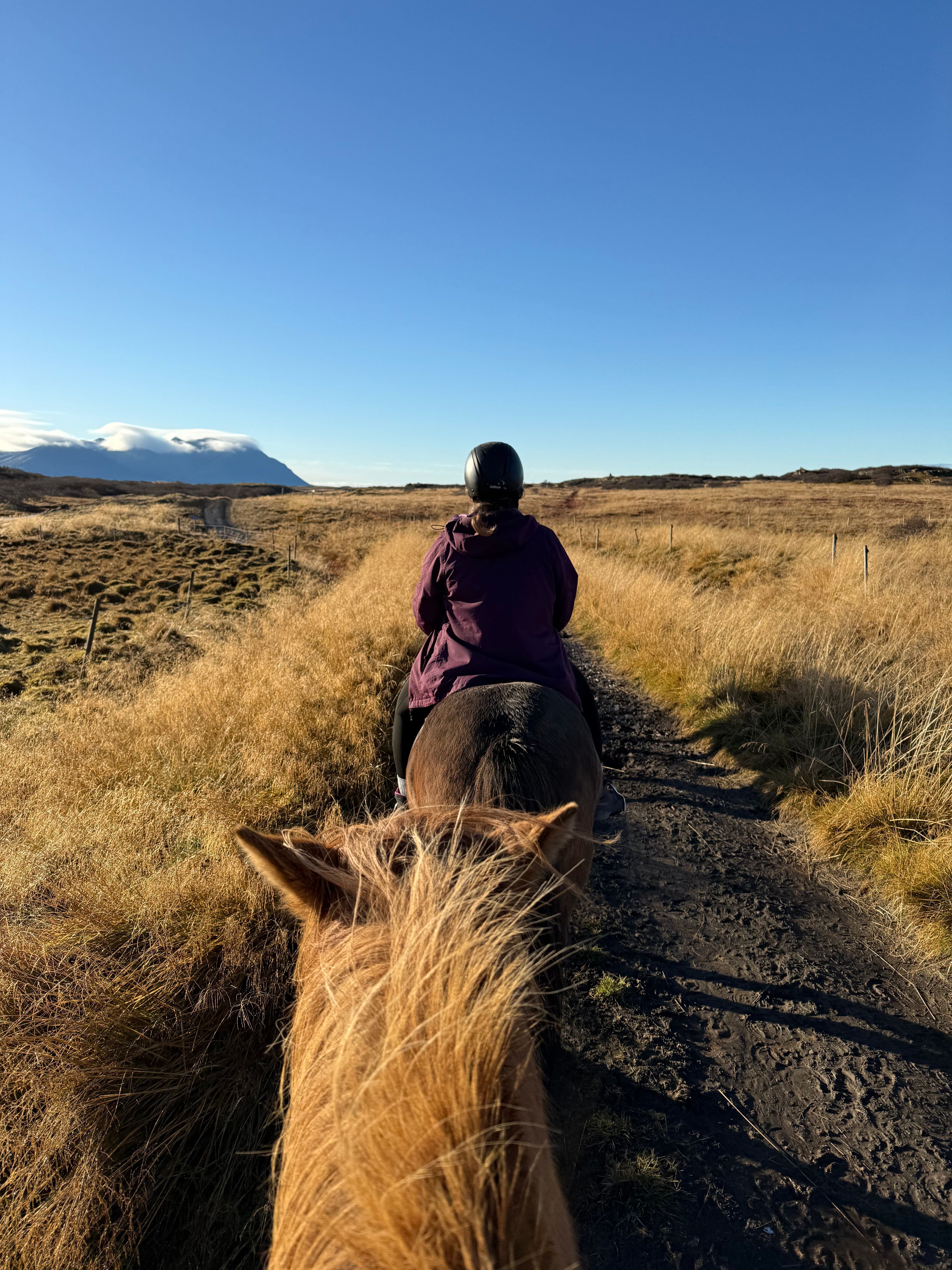 Iceland: Horseback Riding & Traditional Farm Dinner