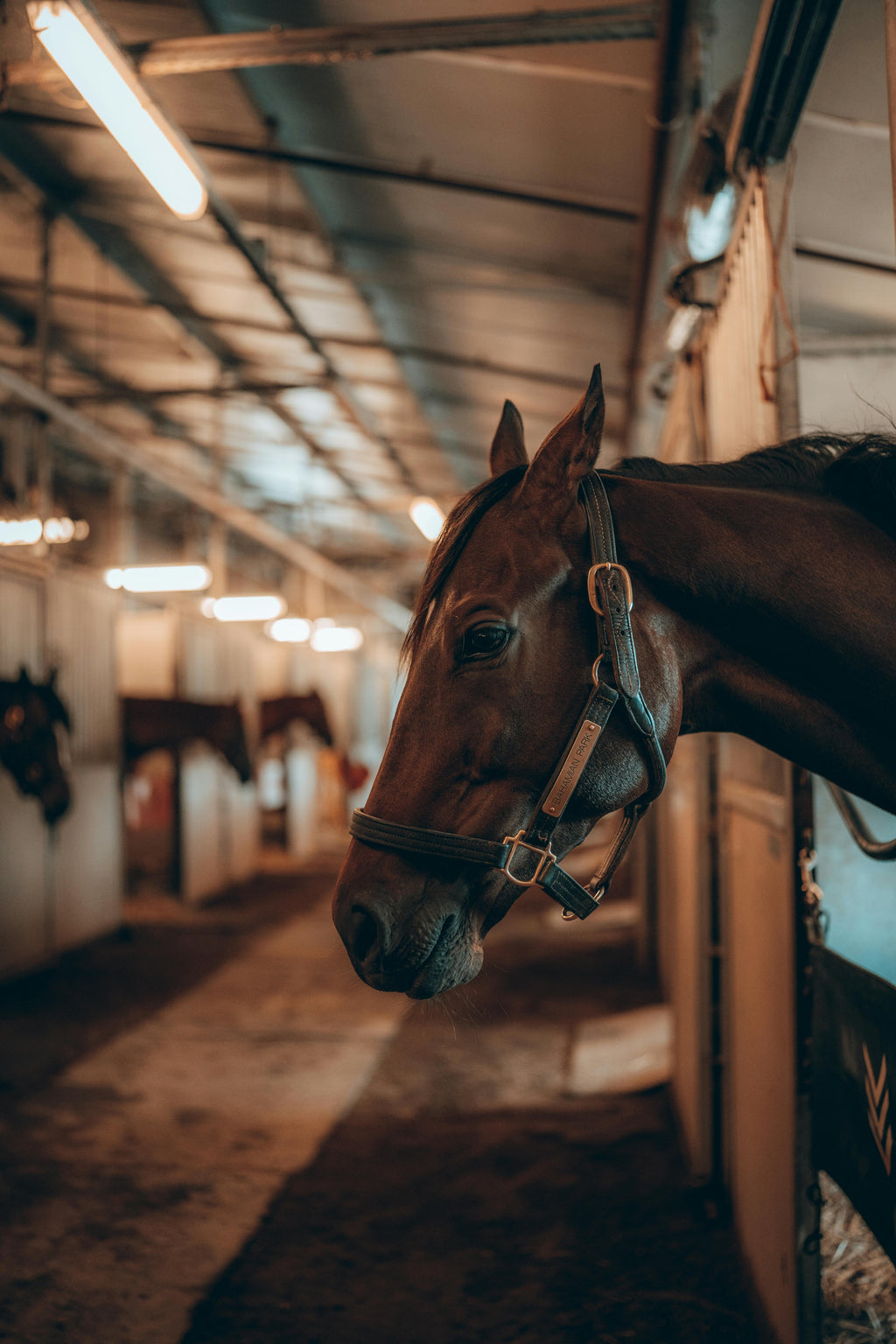 Donchery: The Ultimate Equestrian Château Experience