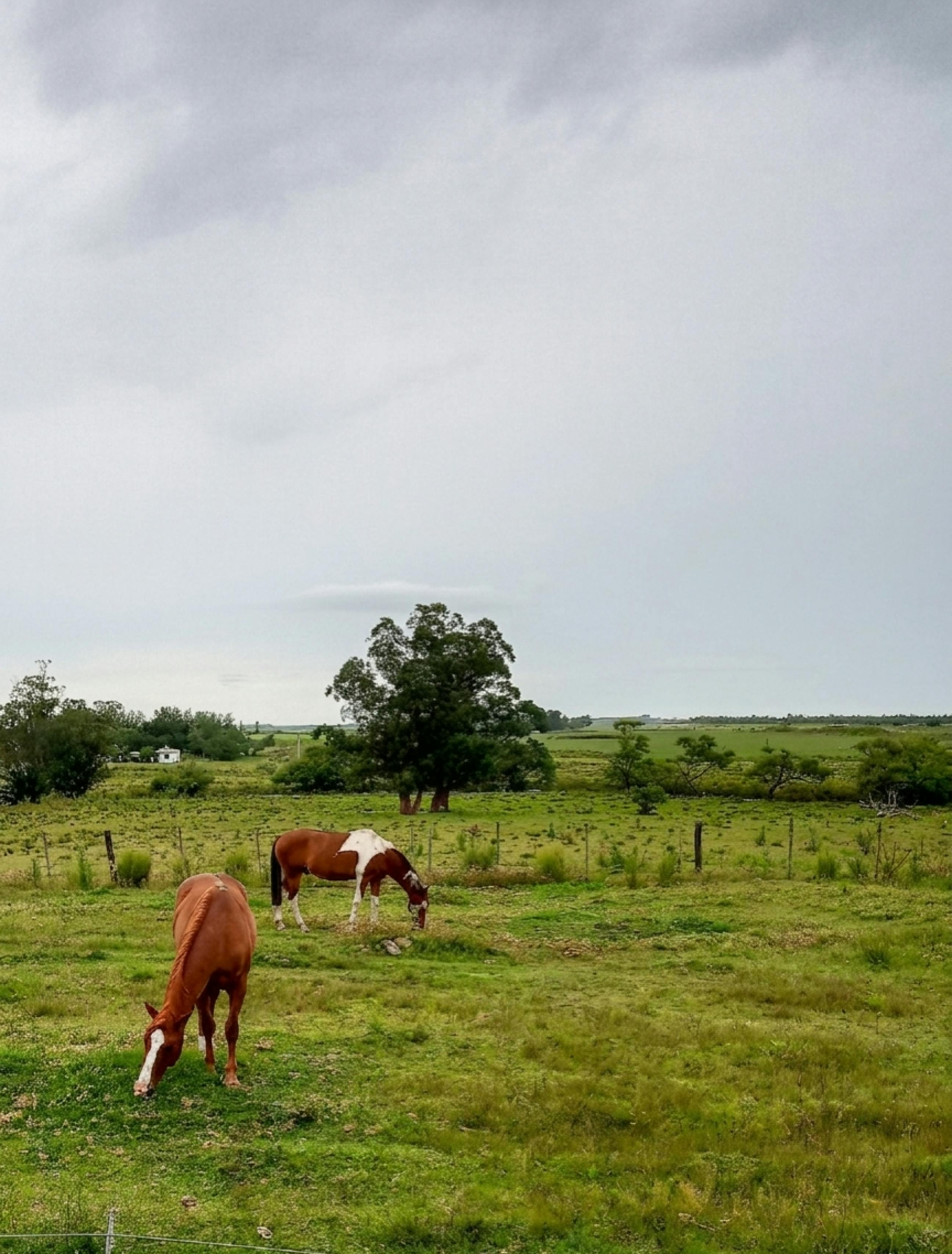 Ardèche – Scenic Vineyards, Lavender Trails & Traditional Horse-Drawn Carriage Rides