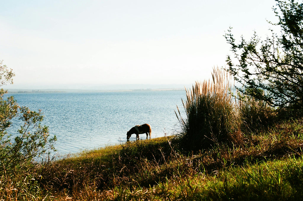 Green Sanctuary – Sun-Dappled Forest Tracks & Secret Woodland Horseback Trails