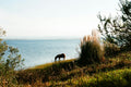 Green Sanctuary – Sun-Dappled Forest Tracks & Secret Woodland Horseback Trails