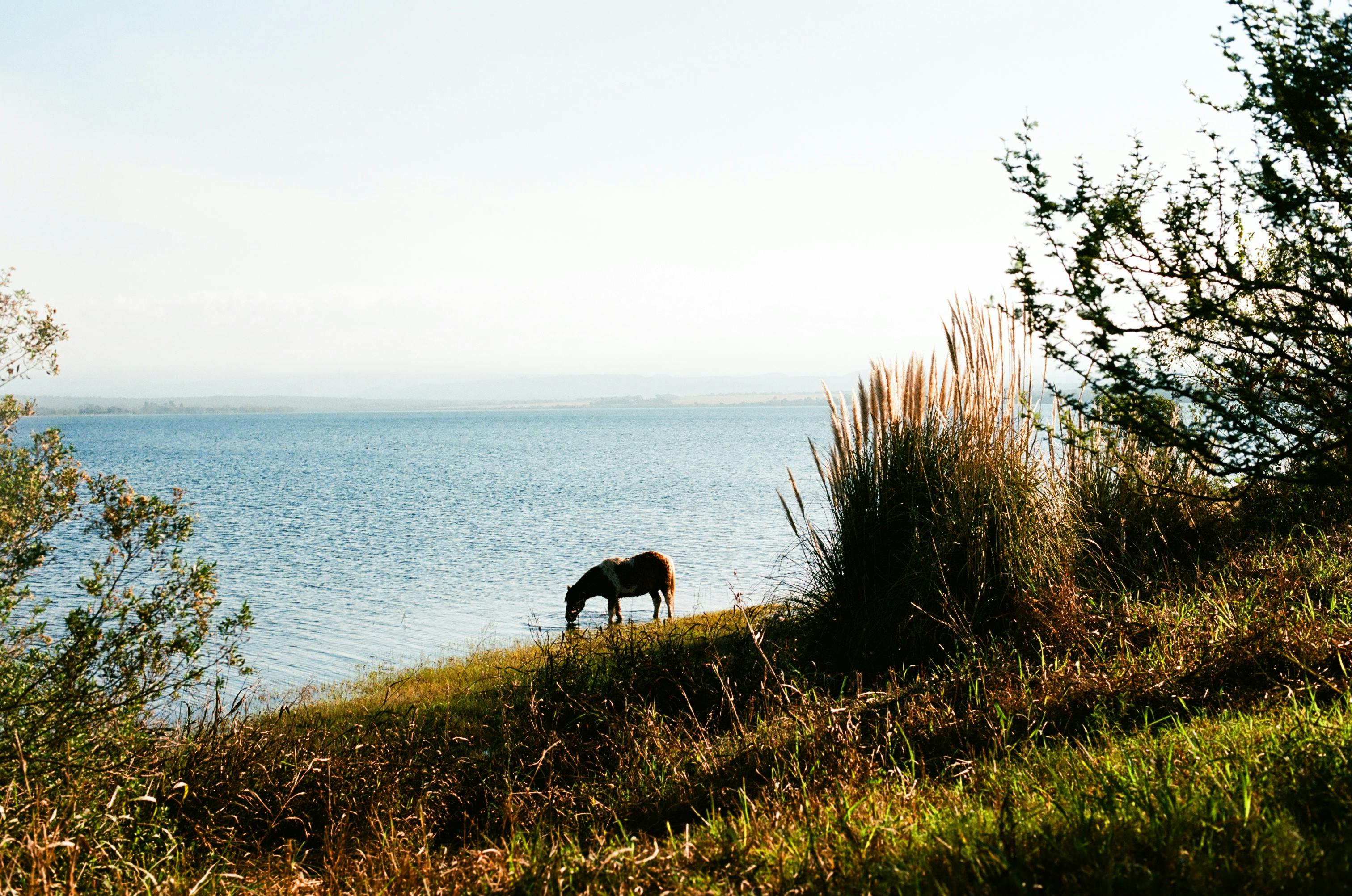 Green Sanctuary – Sun-Dappled Forest Tracks & Secret Woodland Horseback Trails