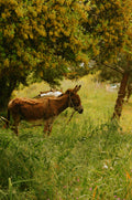 Mallorca - Deià Countryside Walk