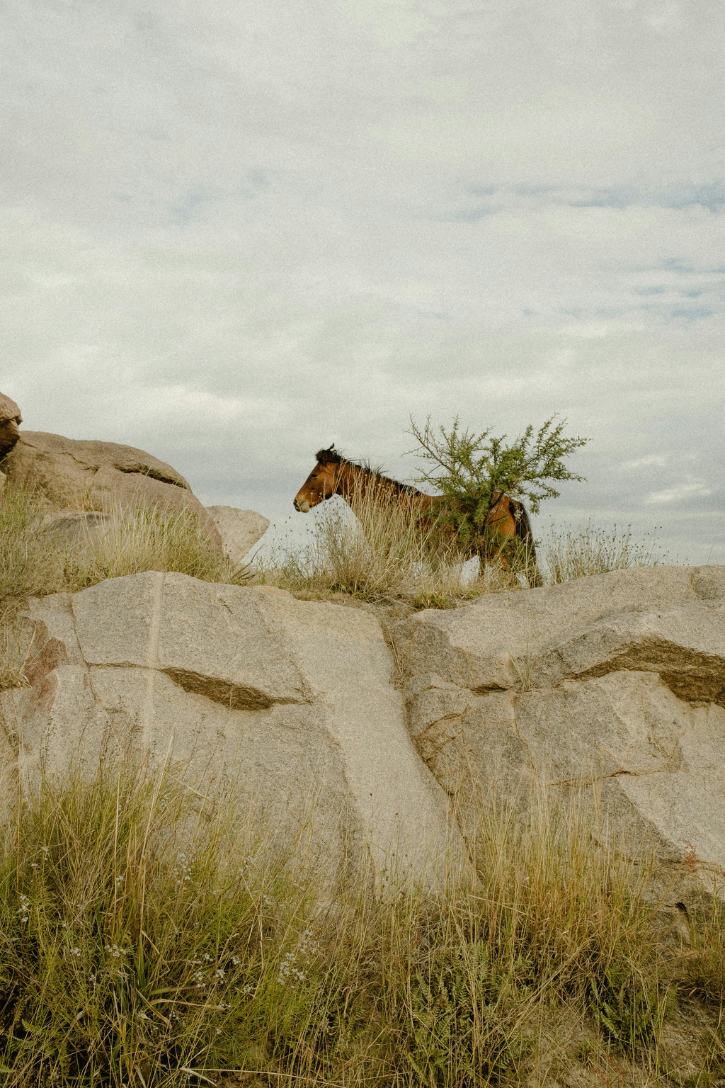 Sand & Stone Woodlands – Ancient Oak Canopy Trails & Sure-Footed Rock Labyrinth Riding