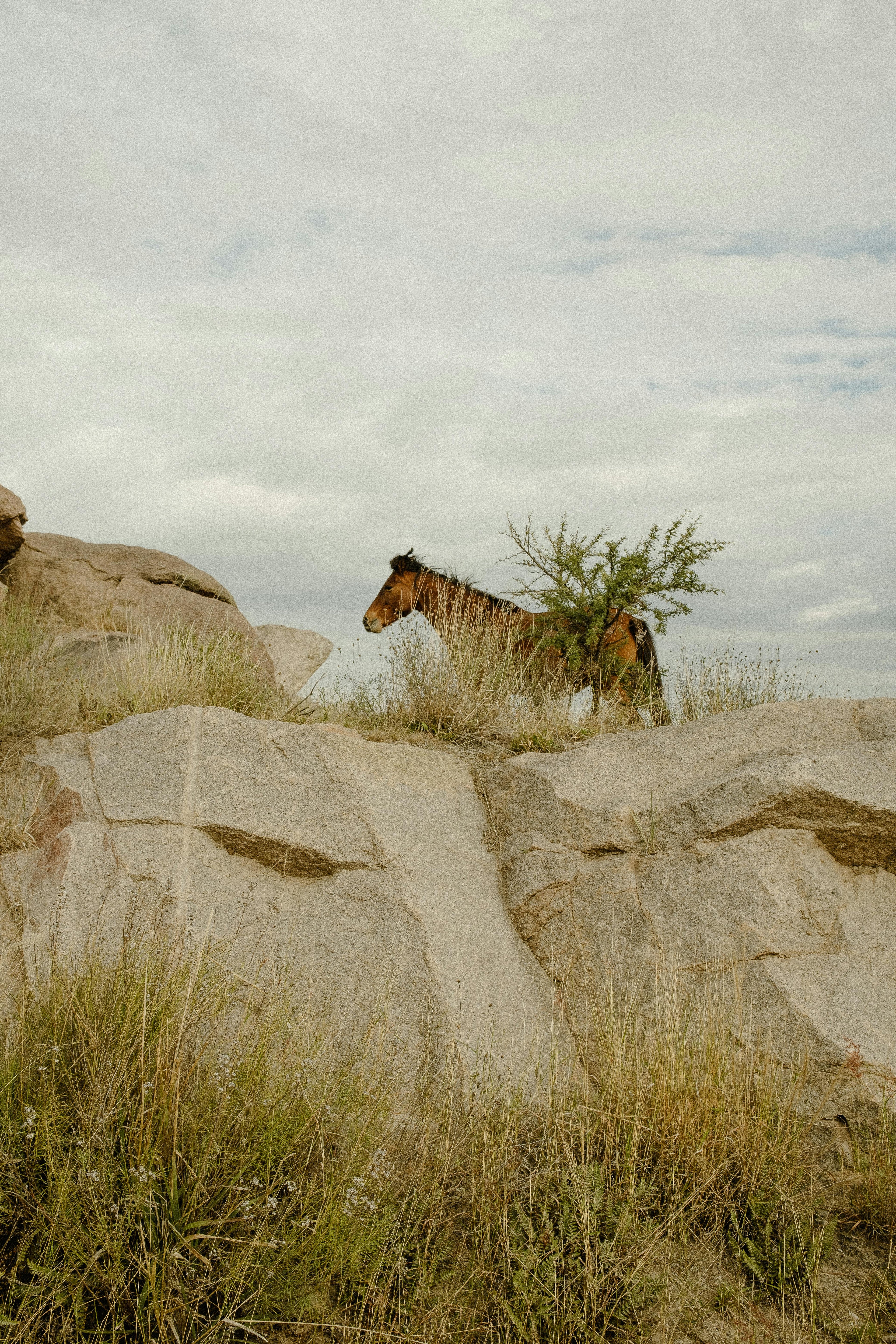Sand & Stone Woodlands – Ancient Oak Canopy Trails & Sure-Footed Rock Labyrinth Riding