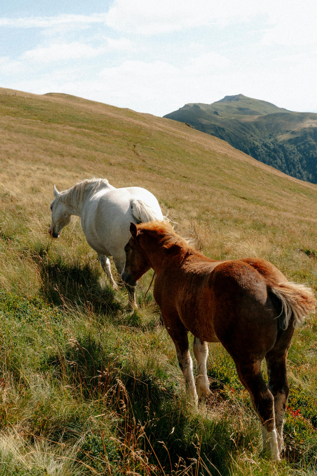Pyrean Peaks – High-Mountain Trail Riding & Deep Forest Equestrian Adventures