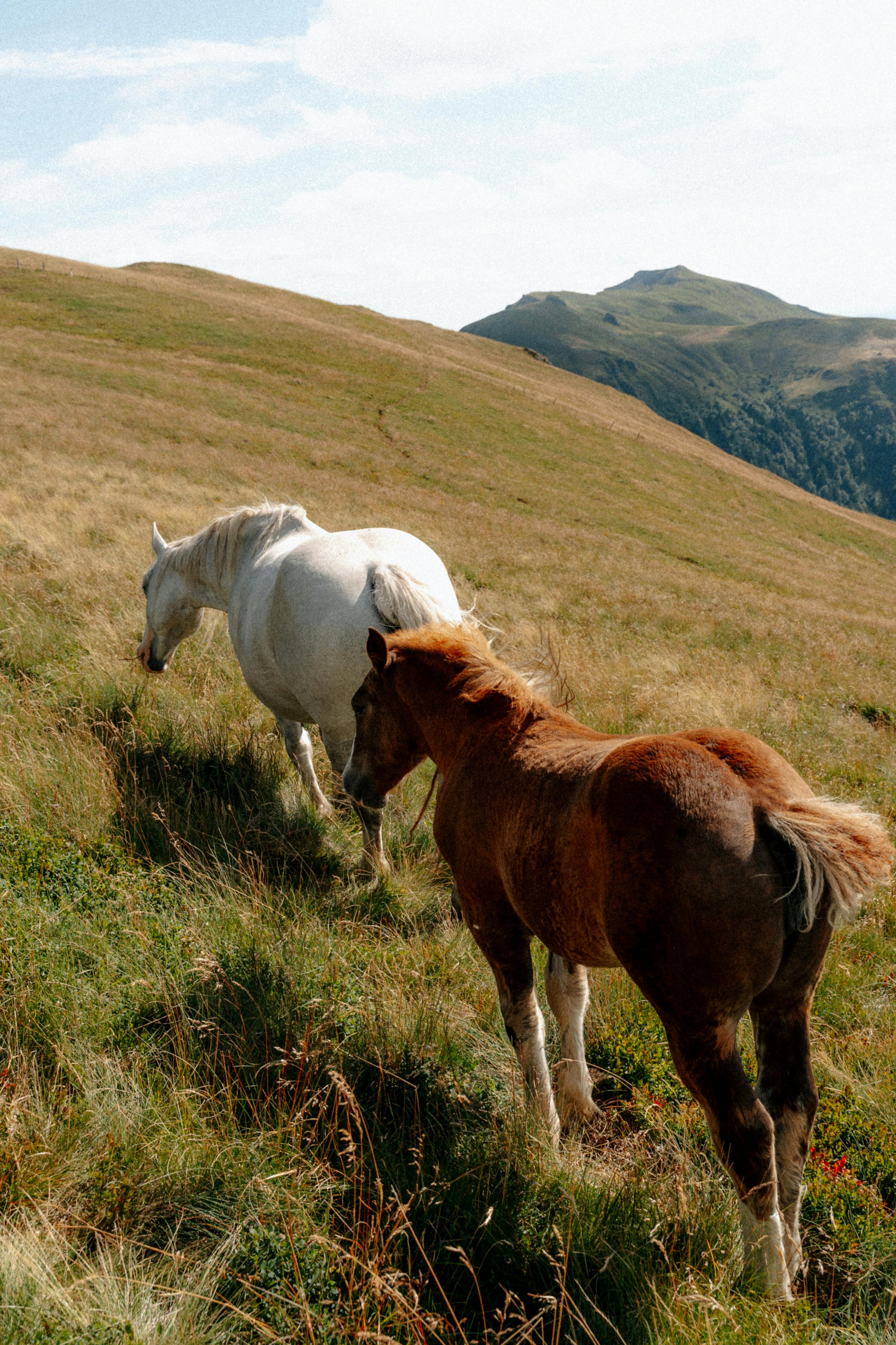 Pyrean Peaks – High-Mountain Trail Riding & Deep Forest Equestrian Adventures