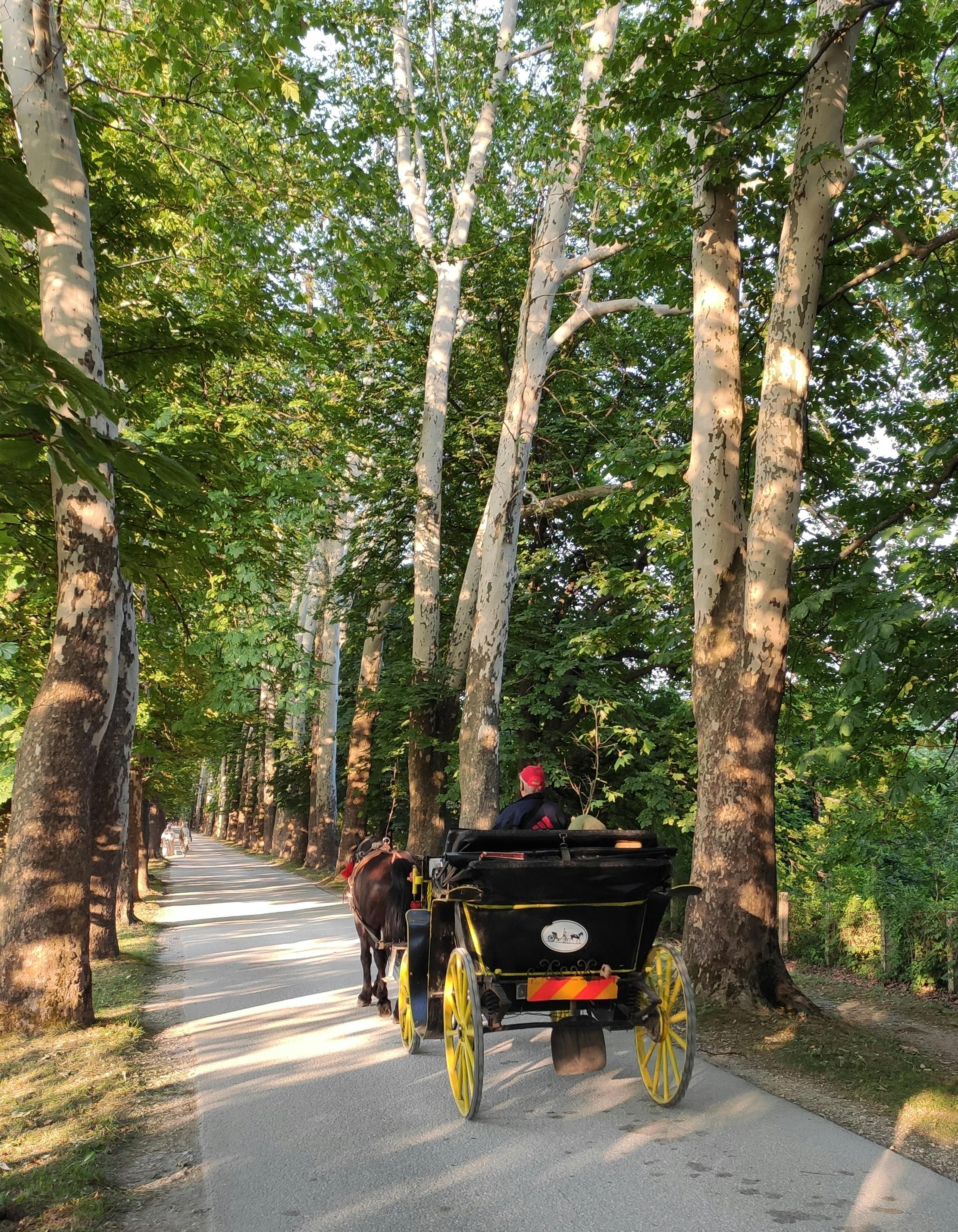 Ardèche – Scenic Vineyards, Lavender Trails & Traditional Horse-Drawn Carriage Rides