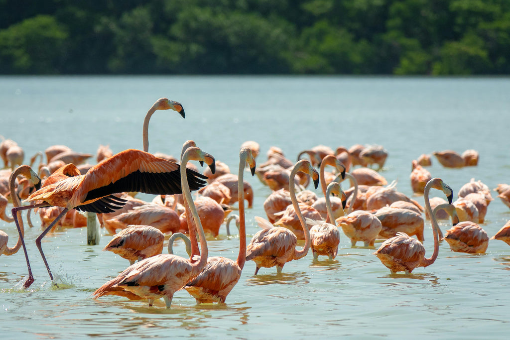 Marshland Liberty – Authentic White Horse Beach Gallops & Wild Wetland Safaris