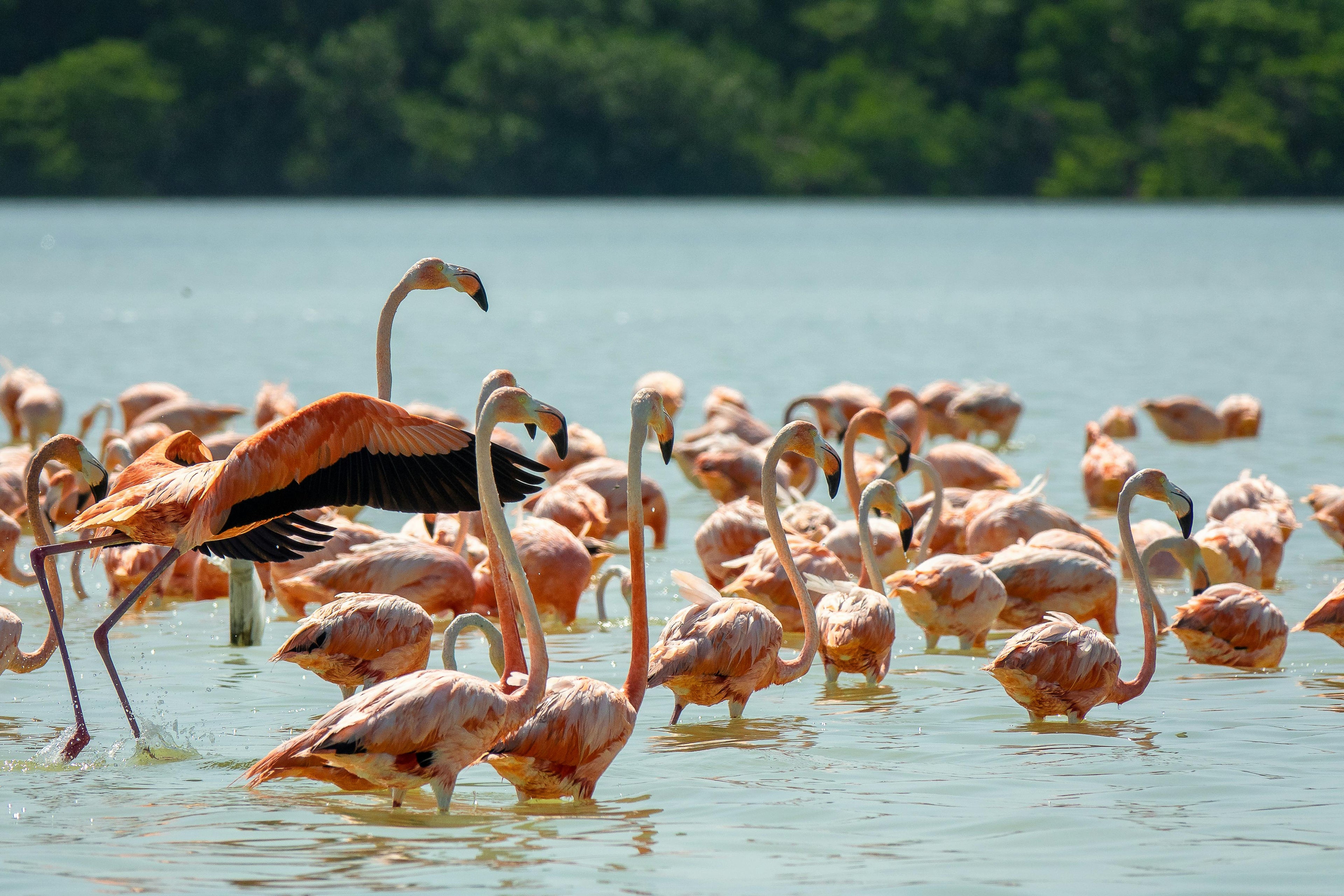 Marshland Liberty – Authentic White Horse Beach Gallops & Wild Wetland Safaris