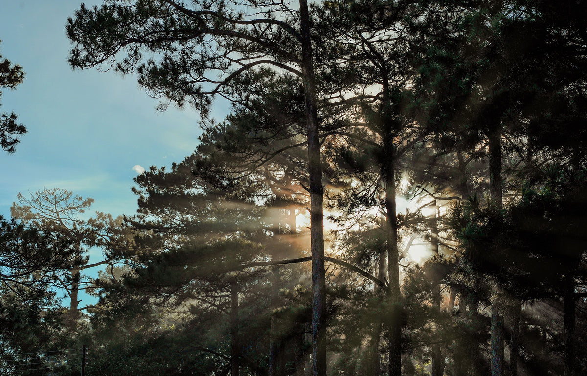 Bordeaux: Exploring the Forest on Horseback