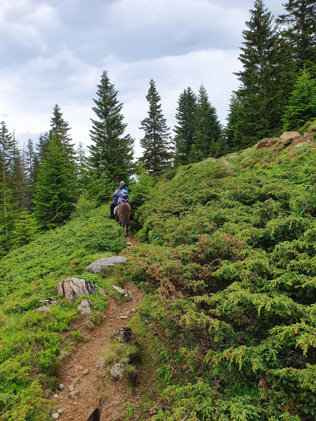 Pyrean Peaks – High-Mountain Trail Riding & Deep Forest Equestrian Adventures