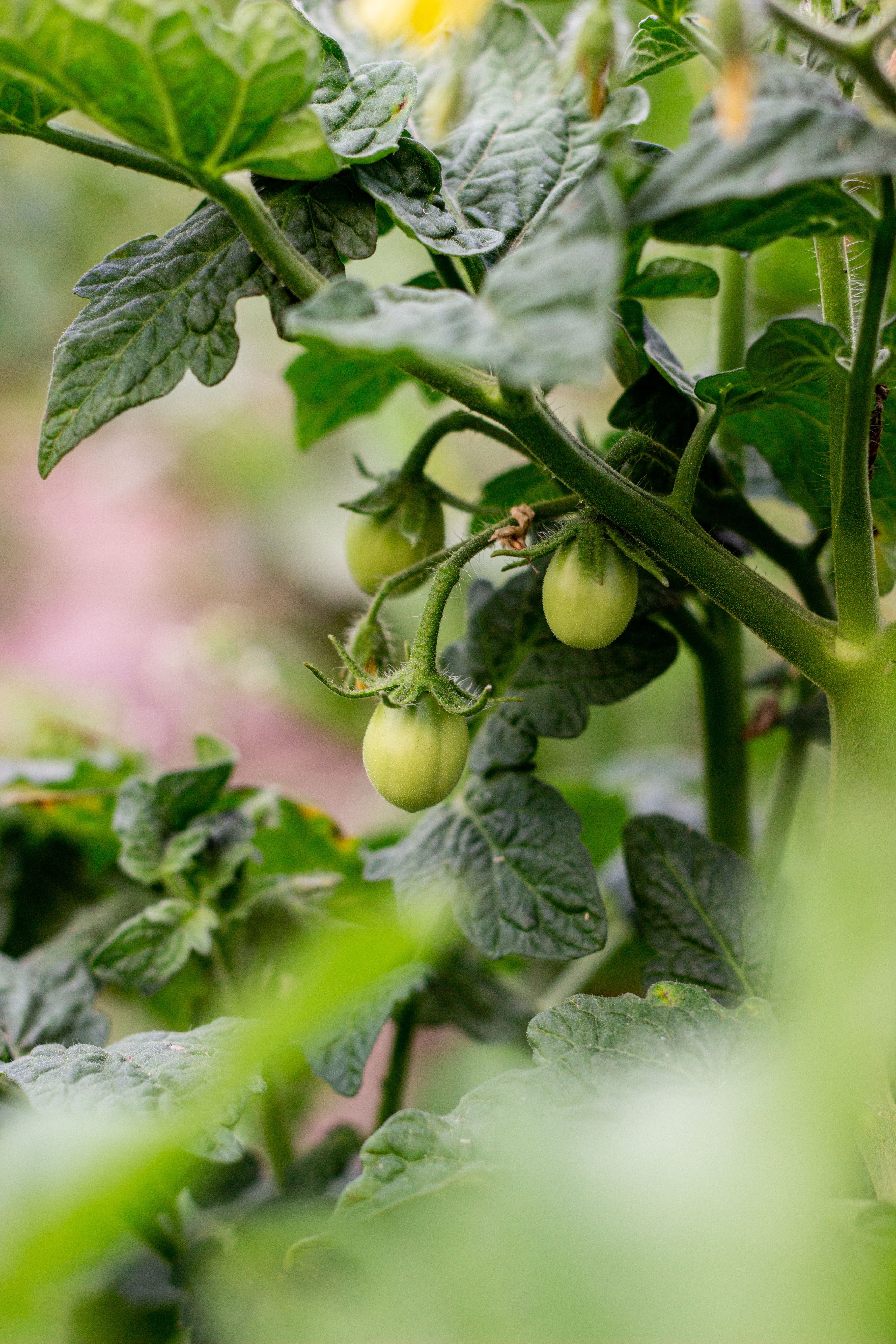Santorini - From Farm to Table