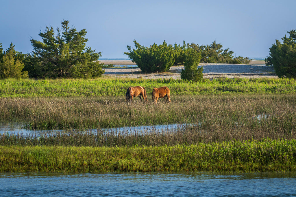 Vendee Coast – Pine Forests, Wild Salt Marshes & Scenic Sand Dune Beach Rides