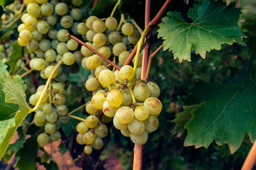 Bordeaux: A Château Stay Among the Vineyards