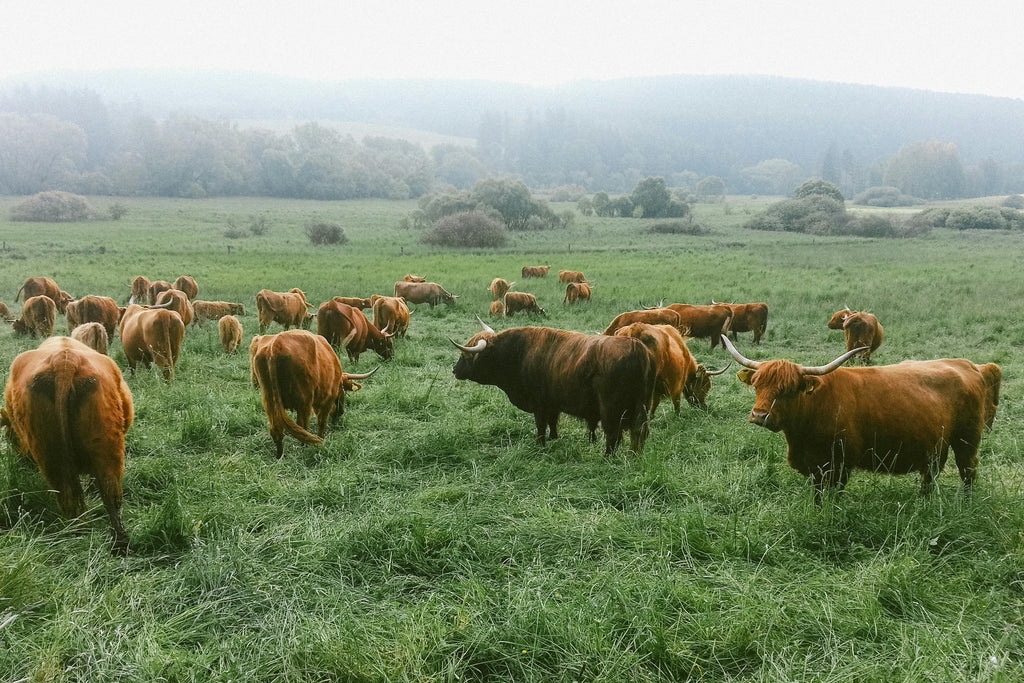 Brittany – An Authentic Organic Farmstead & Ethological Trail Riding Escape