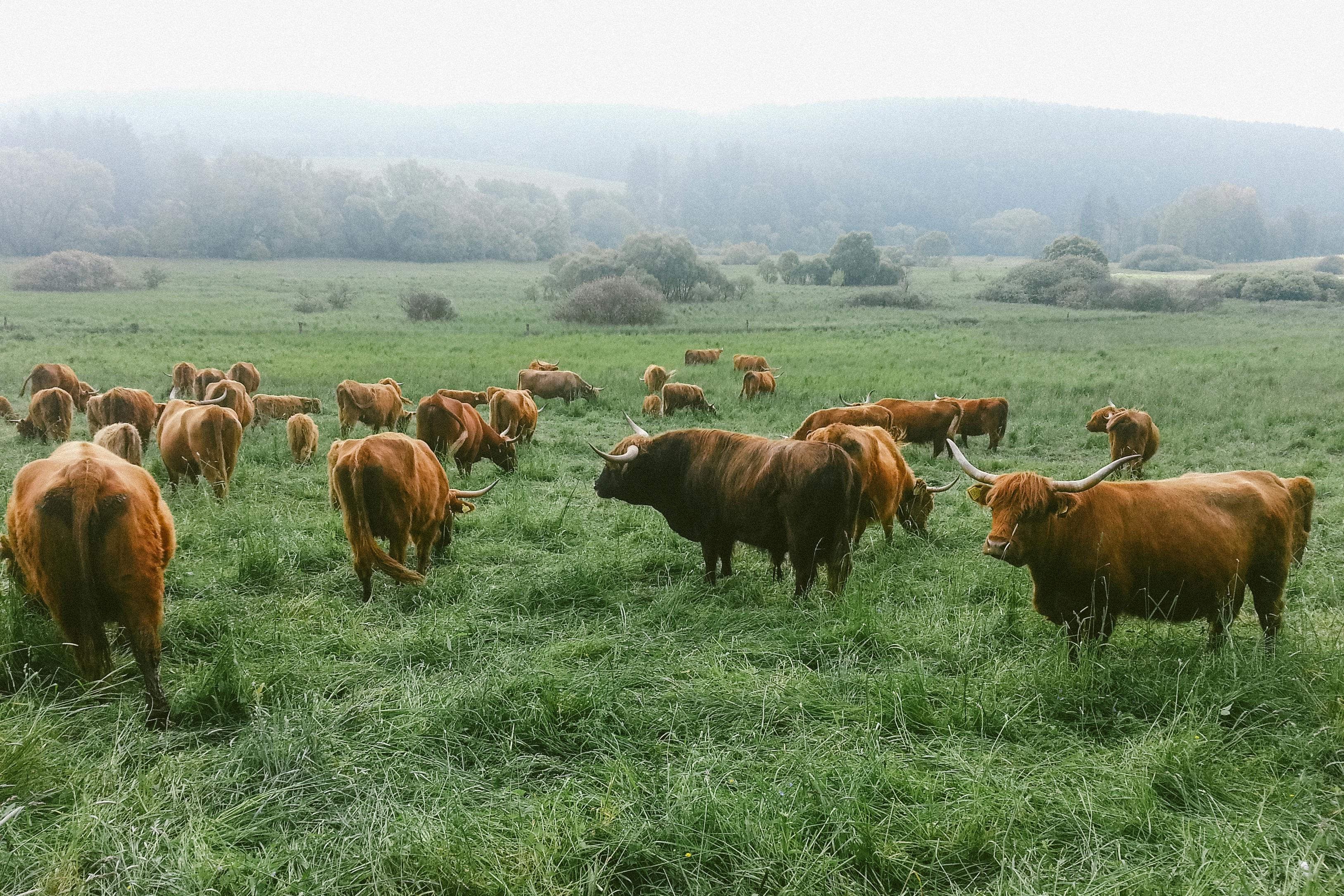 Brittany – An Authentic Organic Farmstead & Ethological Trail Riding Escape