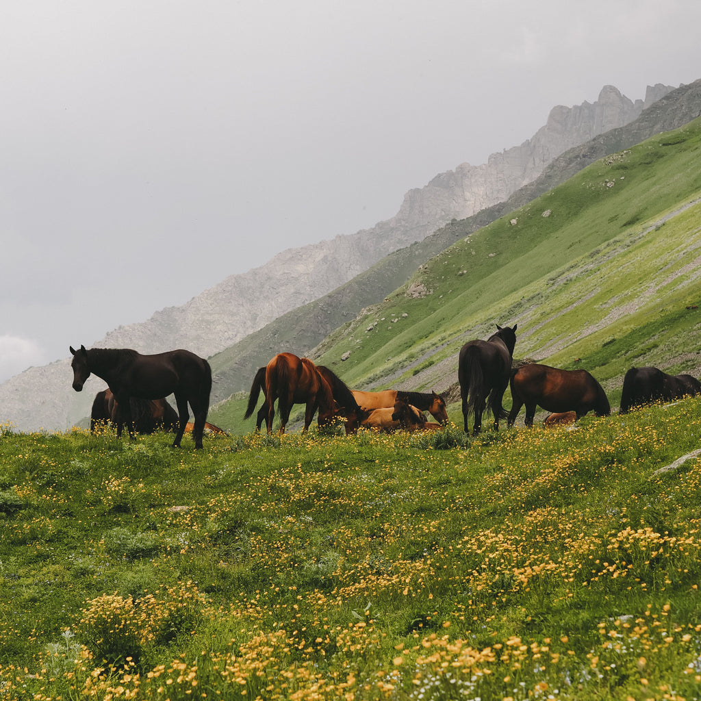 Riveria on Horseback