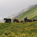 Riveria on Horseback