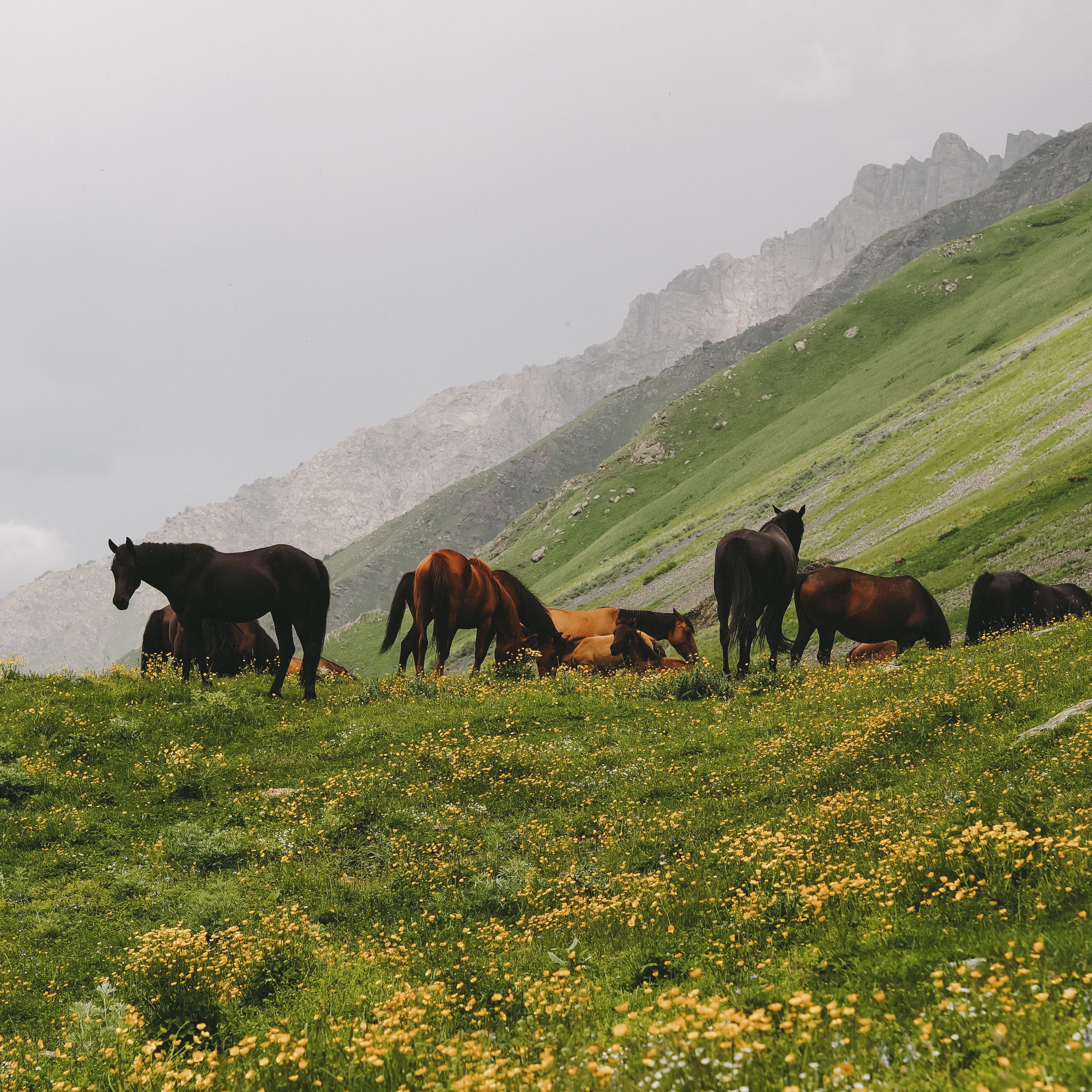 Riveria on Horseback