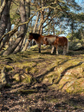 Sand & Stone Woodlands – Ancient Oak Canopy Trails & Sure-Footed Rock Labyrinth Riding