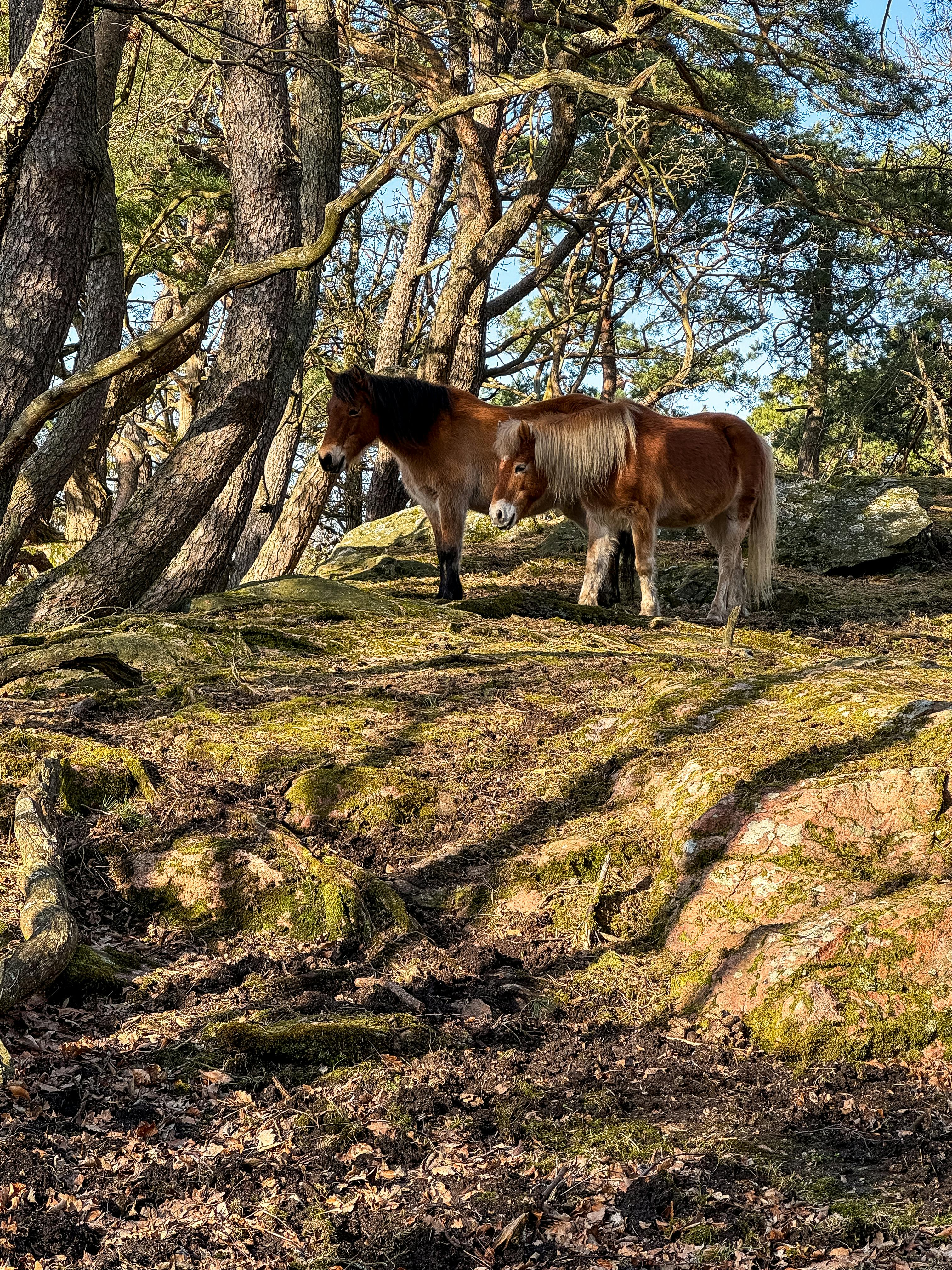 Sand & Stone Woodlands – Ancient Oak Canopy Trails & Sure-Footed Rock Labyrinth Riding