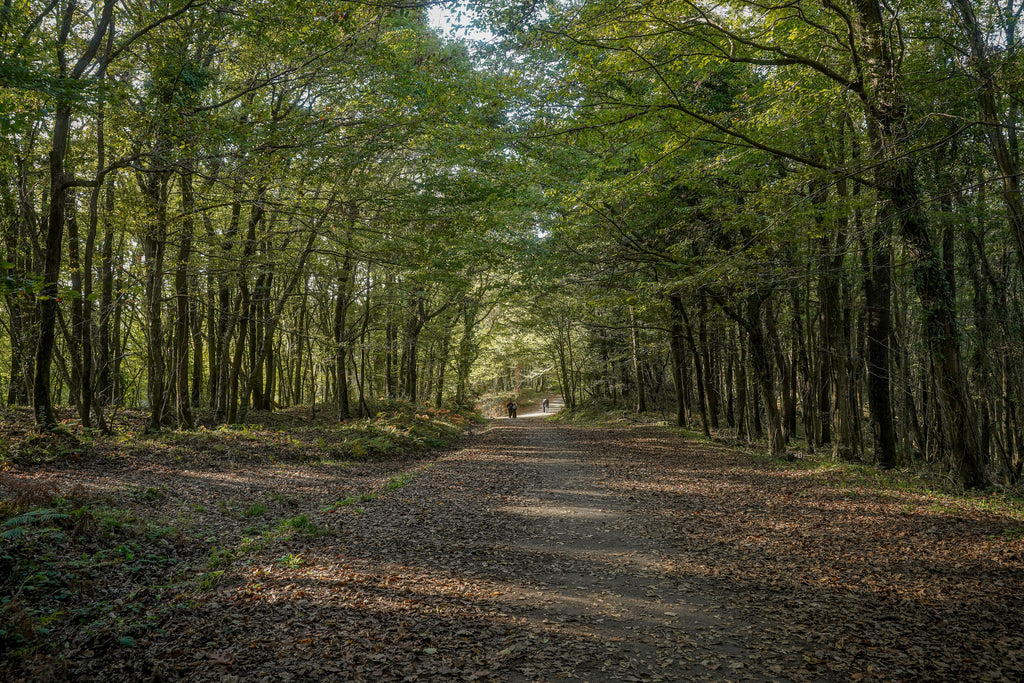 Tuscany - The Truffle Trails