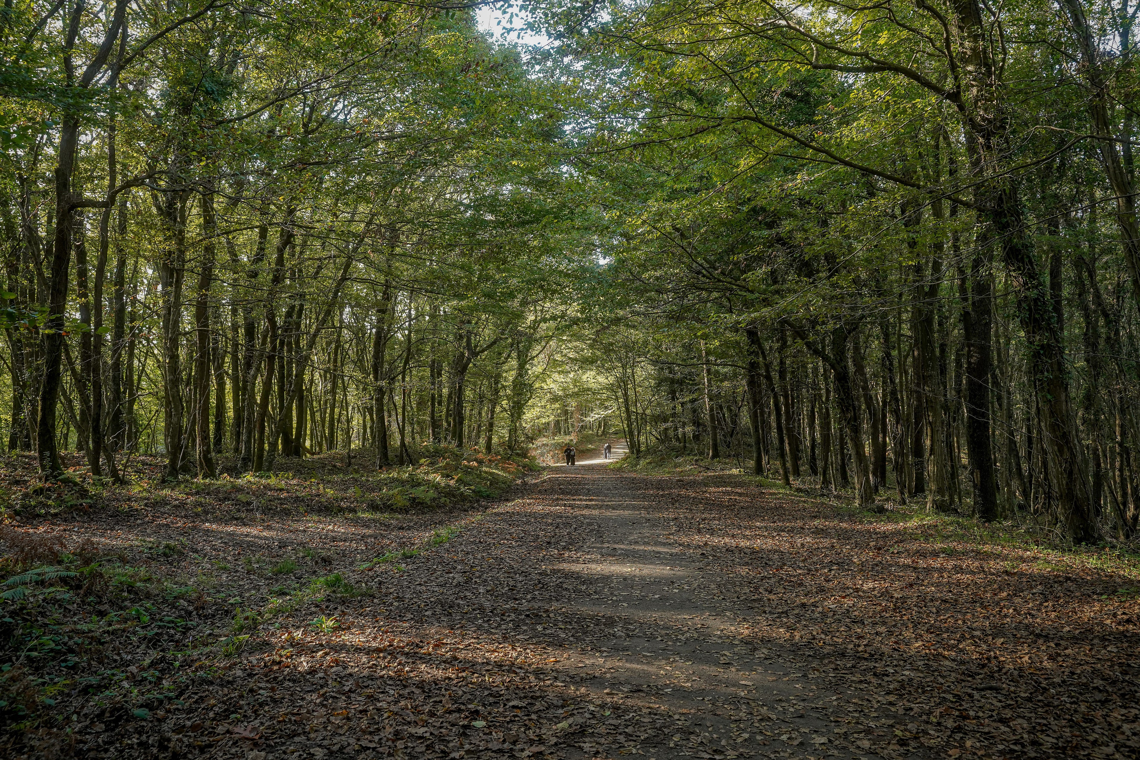 Tuscany - The Truffle Trails