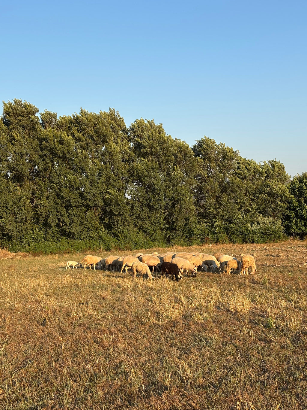Tuscany - The Art of Tuscan Cheese Making