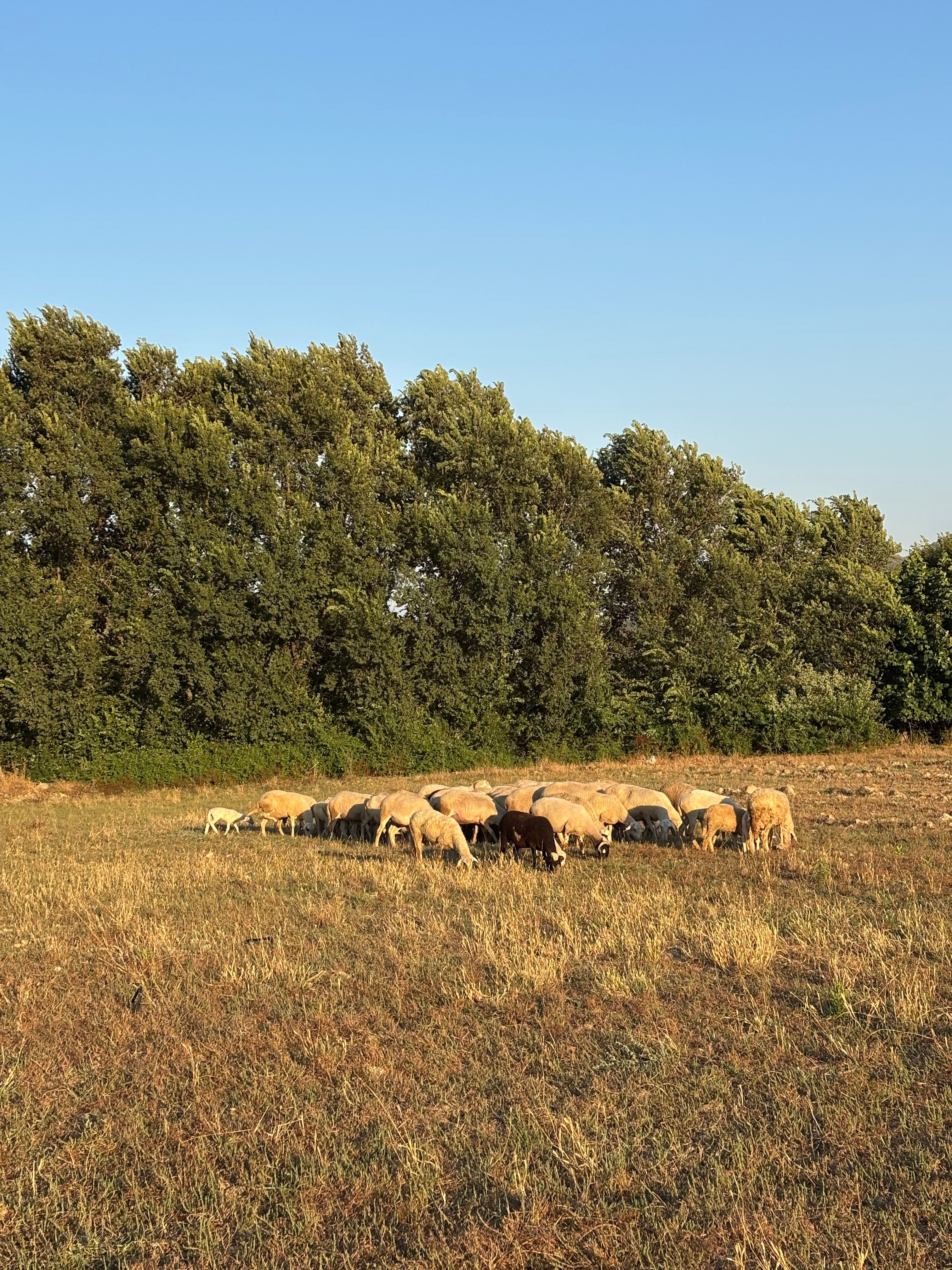 Tuscany - The Art of Tuscan Cheese Making