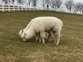 Catalonia - Wine Tasting with Alpacas