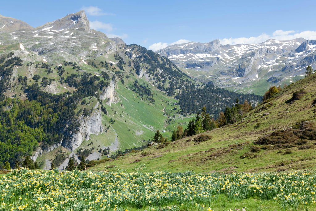 Pyrean Peaks – High-Mountain Trail Riding & Deep Forest Equestrian Adventures