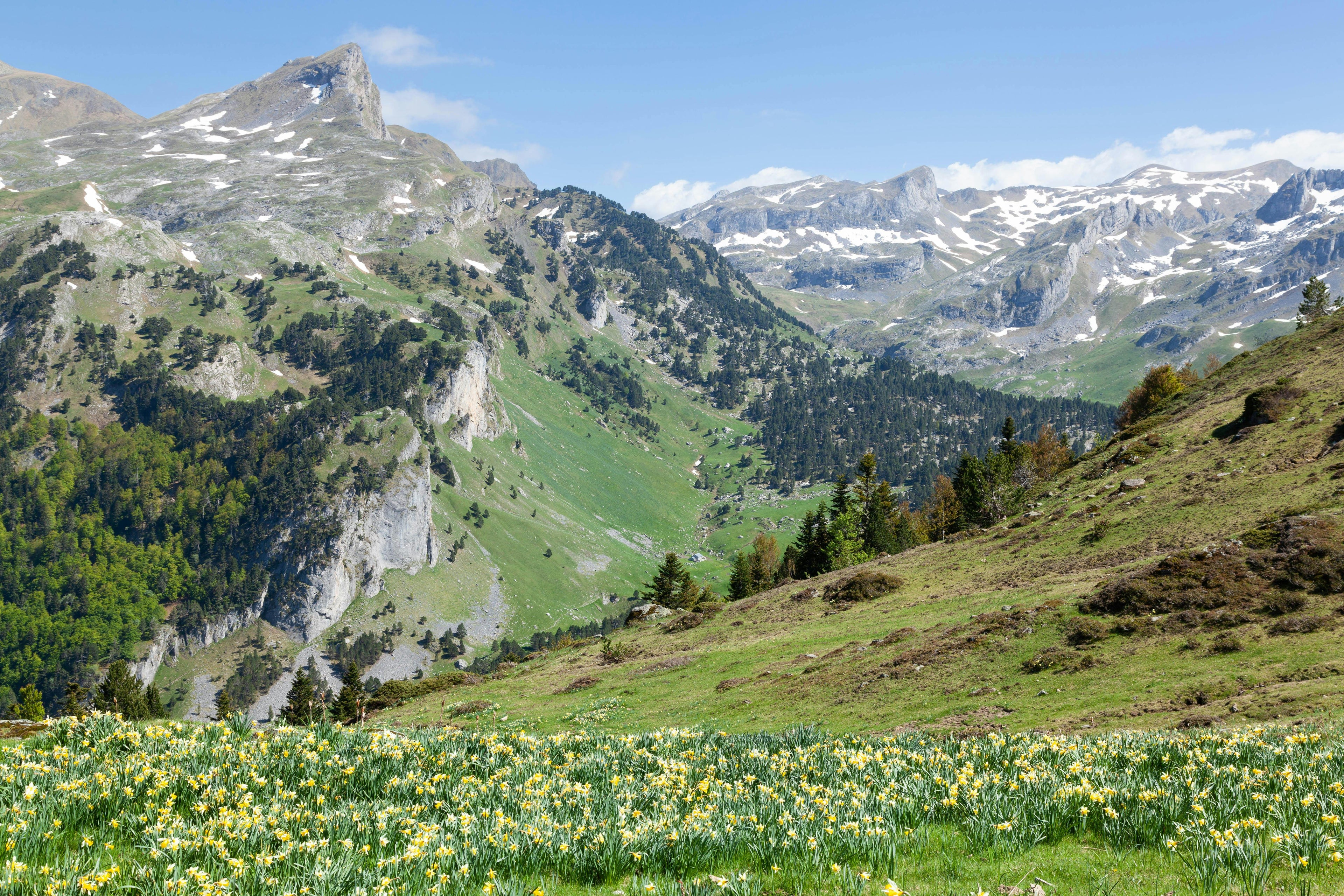 Pyrean Peaks – High-Mountain Trail Riding & Deep Forest Equestrian Adventures