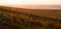 French Riviera – A Sunset Horseback Ride through Coastal Vineyards with Premium Wine Tasting