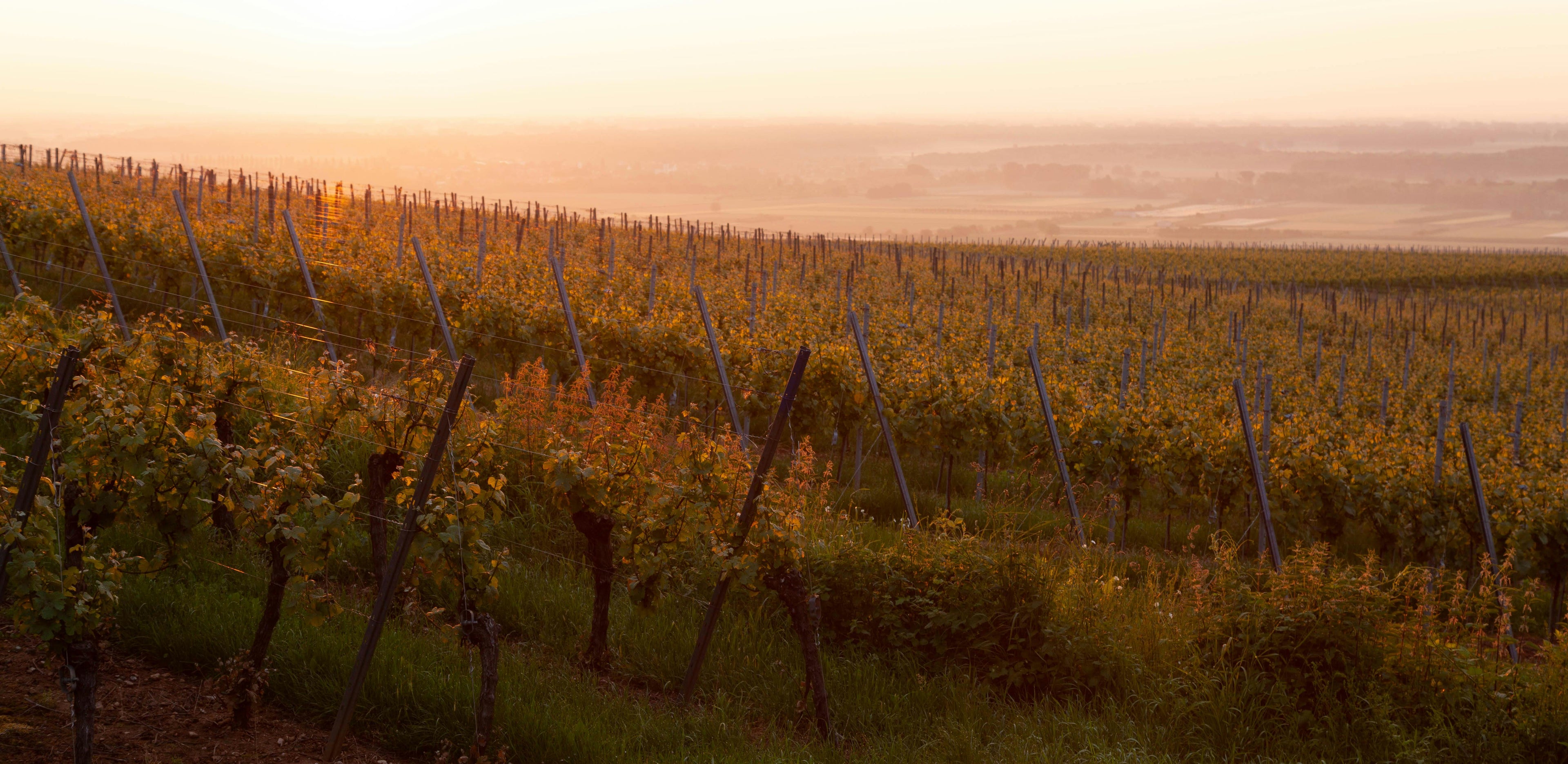French Riviera – A Sunset Horseback Ride through Coastal Vineyards with Premium Wine Tasting