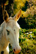 Andalusia: A Slow Farm Stay Among Animals and Gardens