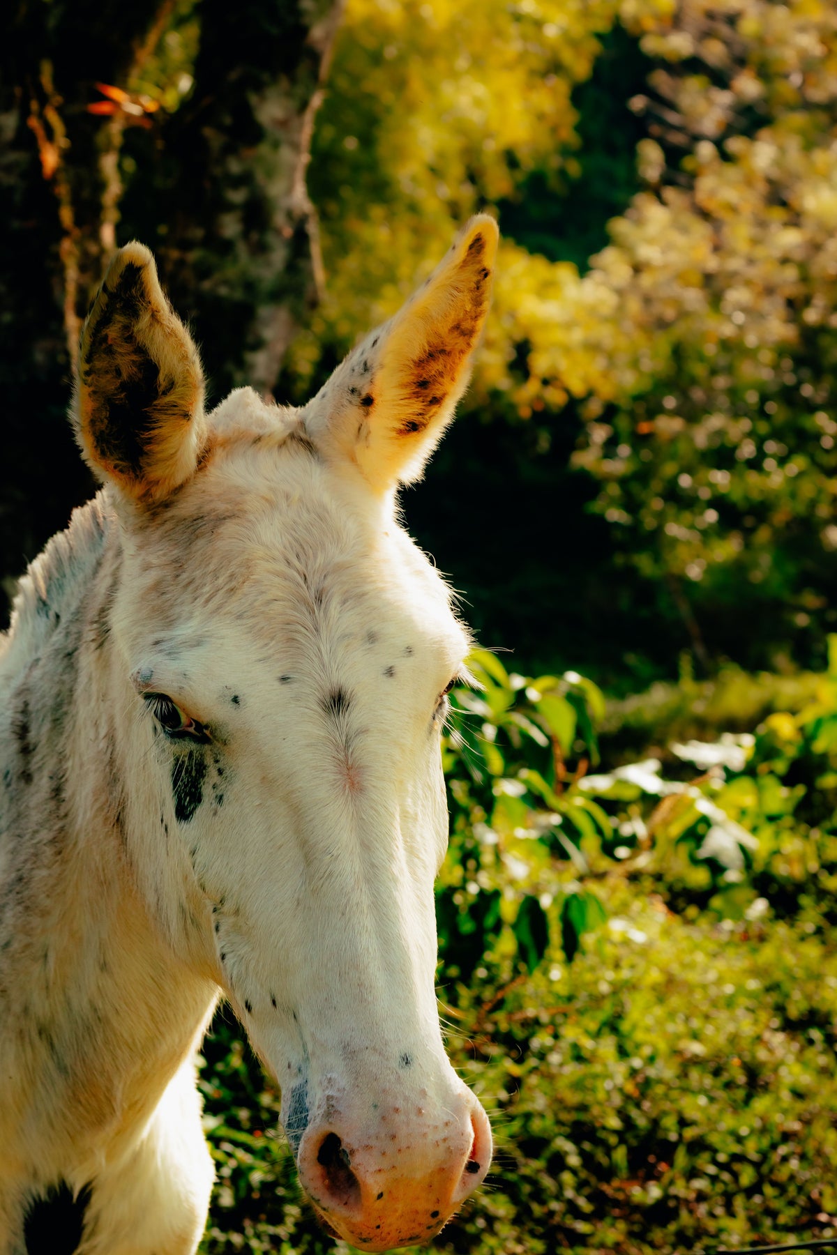 Andalusia: A Slow Farm Stay Among Animals and Gardens