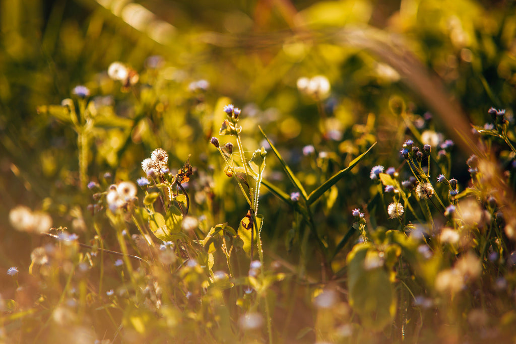 Milan: Countryside Picnic Among the Flowers