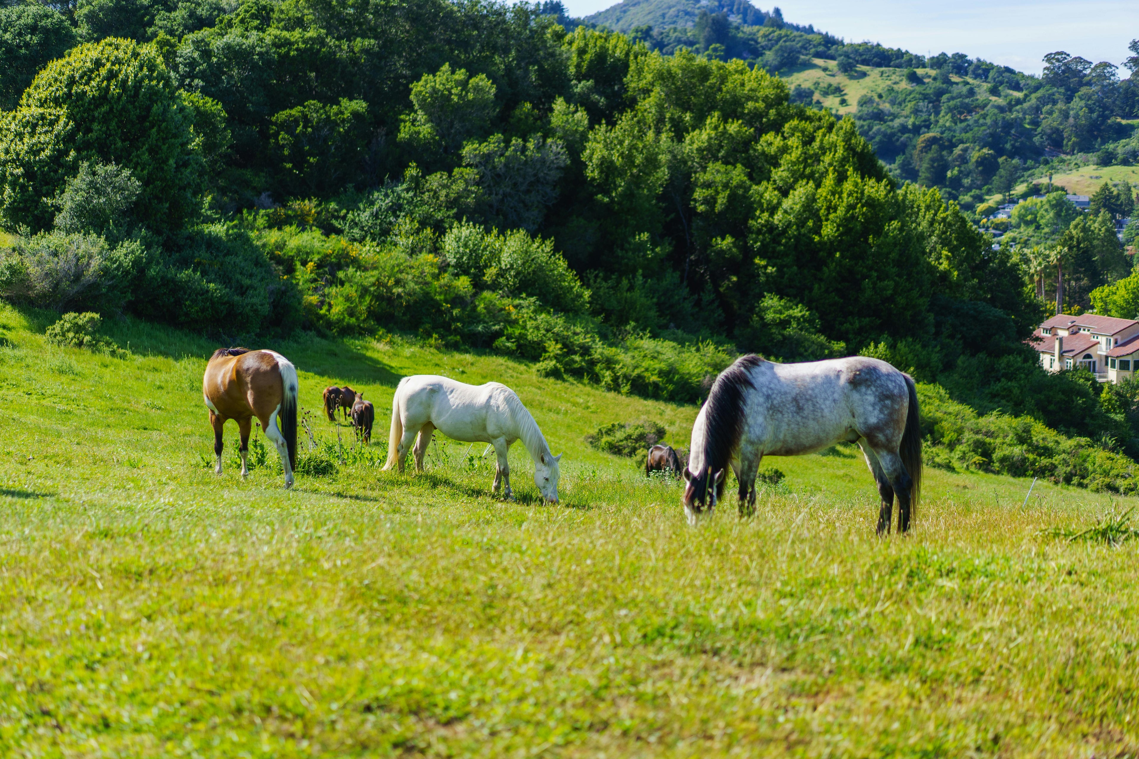 Occitanie – A Sustainable Eco-Estate with Advanced Equestrian Center & Peaceful Pine Forests
