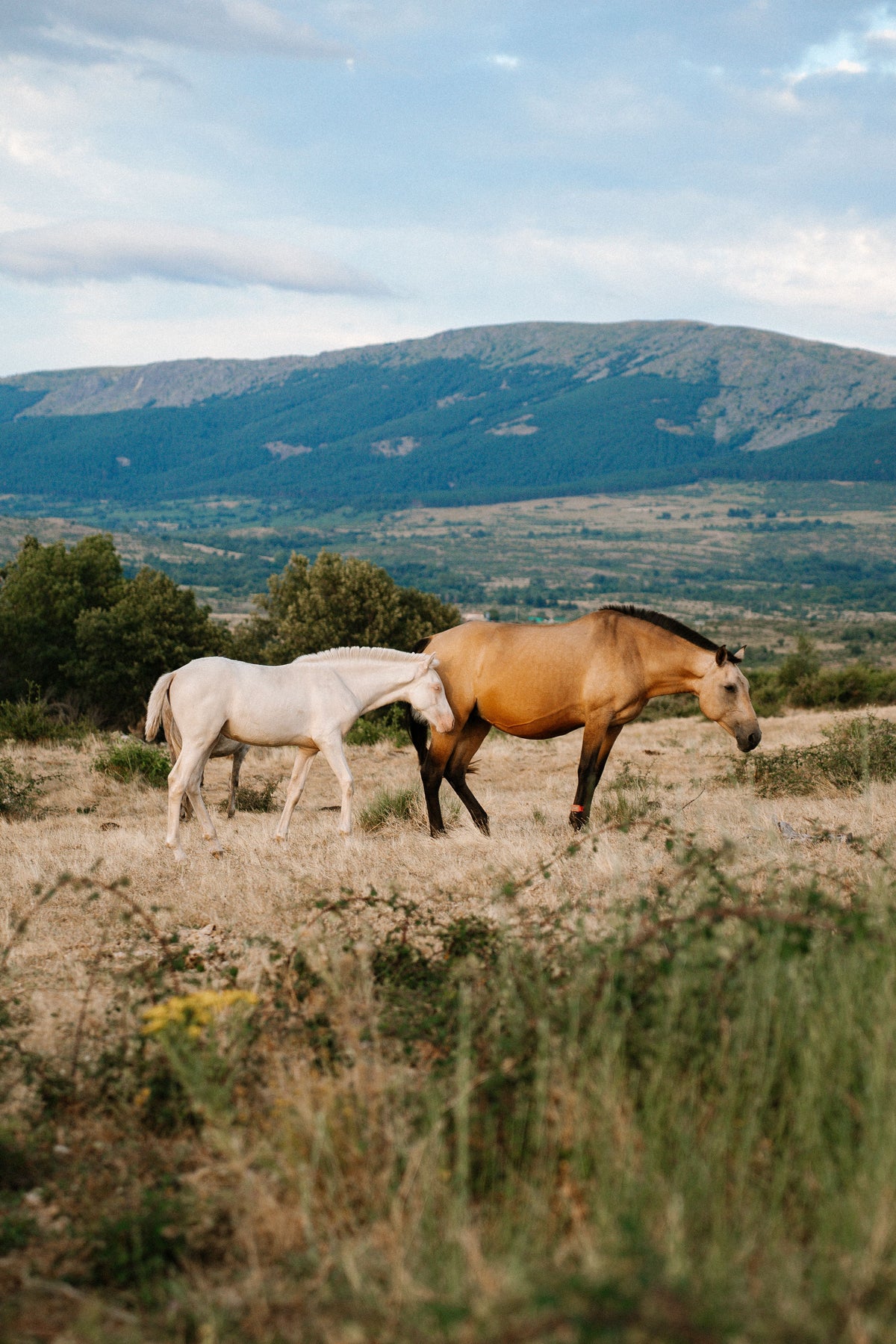 Andalusia: A Slow Countryside Stay with Morning Horse Rides