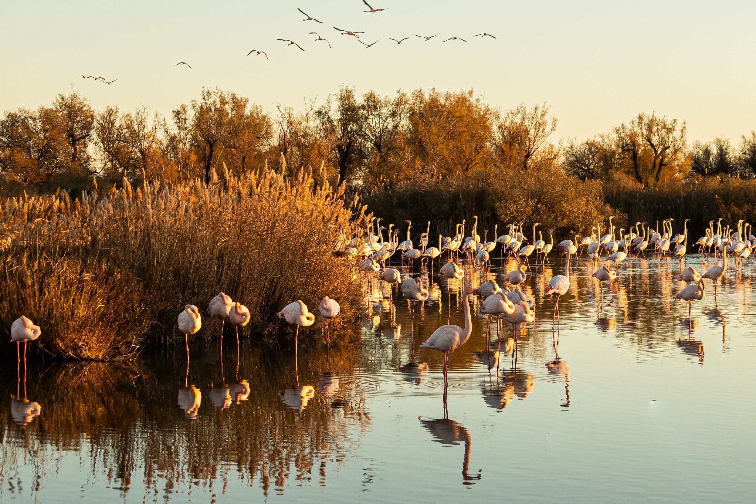 Camargue – A Luxurious 17th-Century Ranch Estate with Wild Marshlands & Legendary White Horse Trails