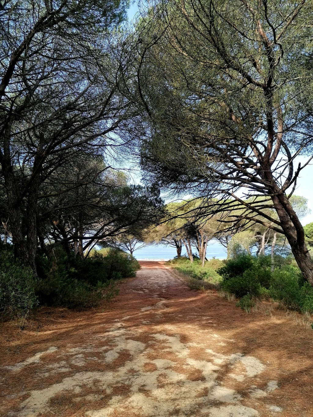 Vendee Coast – Pine Forests, Wild Salt Marshes & Scenic Sand Dune Beach Rides