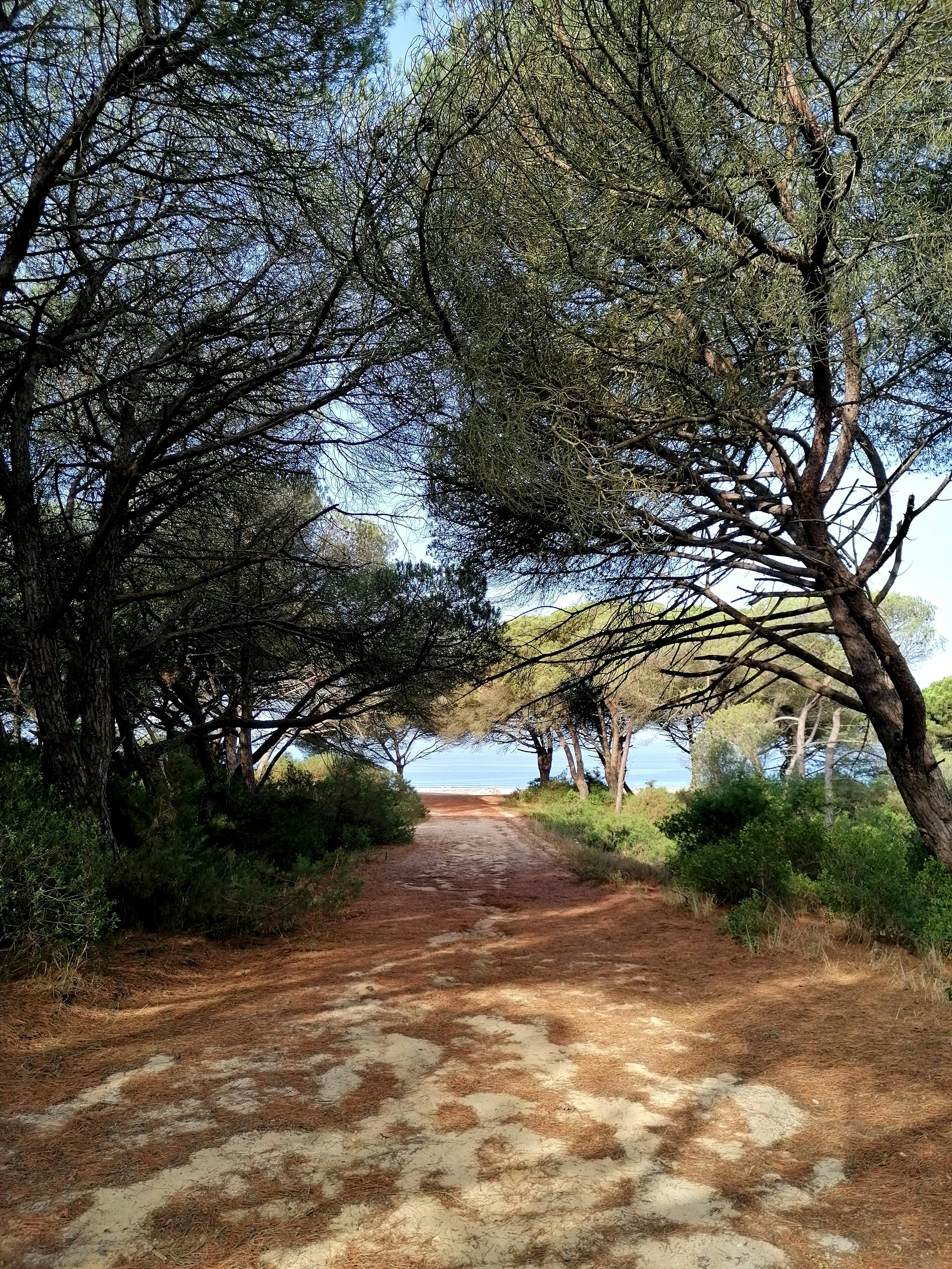 Vendee Coast – Pine Forests, Wild Salt Marshes & Scenic Sand Dune Beach Rides