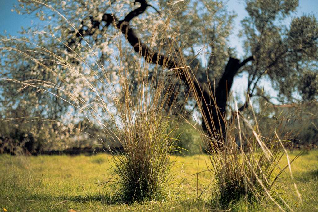 Alentejo: Stay Among Farms, Vineyards and Olive Trees