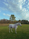 Tuscany - A Slow Morning on Horseback