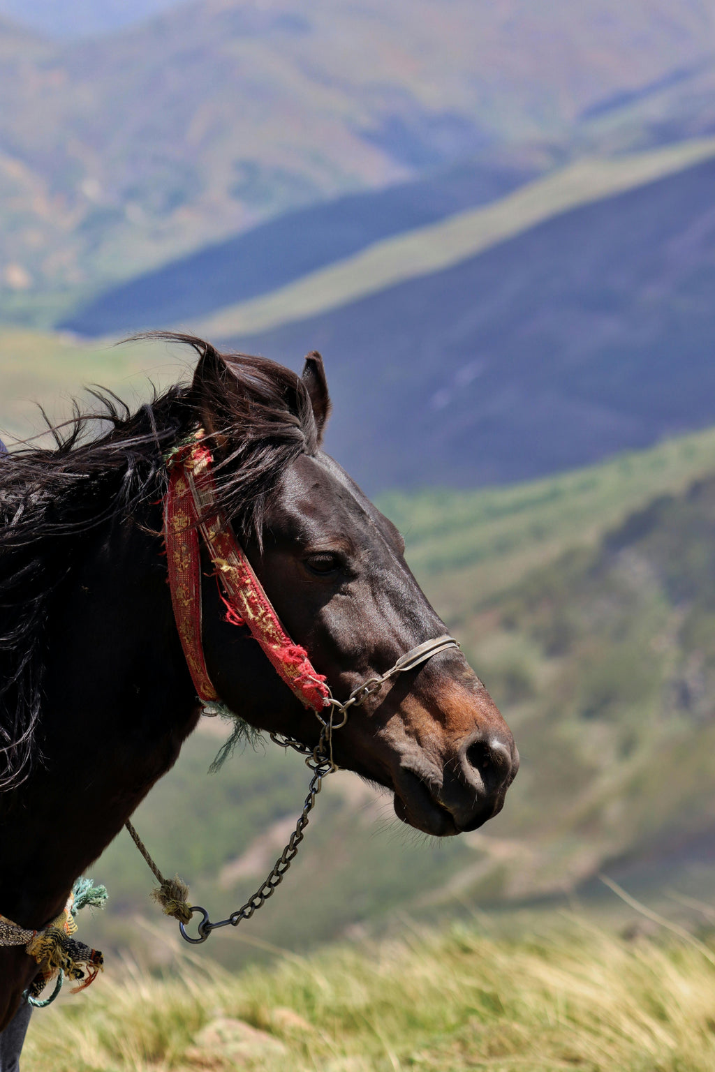 Equestrian Expedition – Long-Distance Trail Riding & Elite Endurance Horsemanship