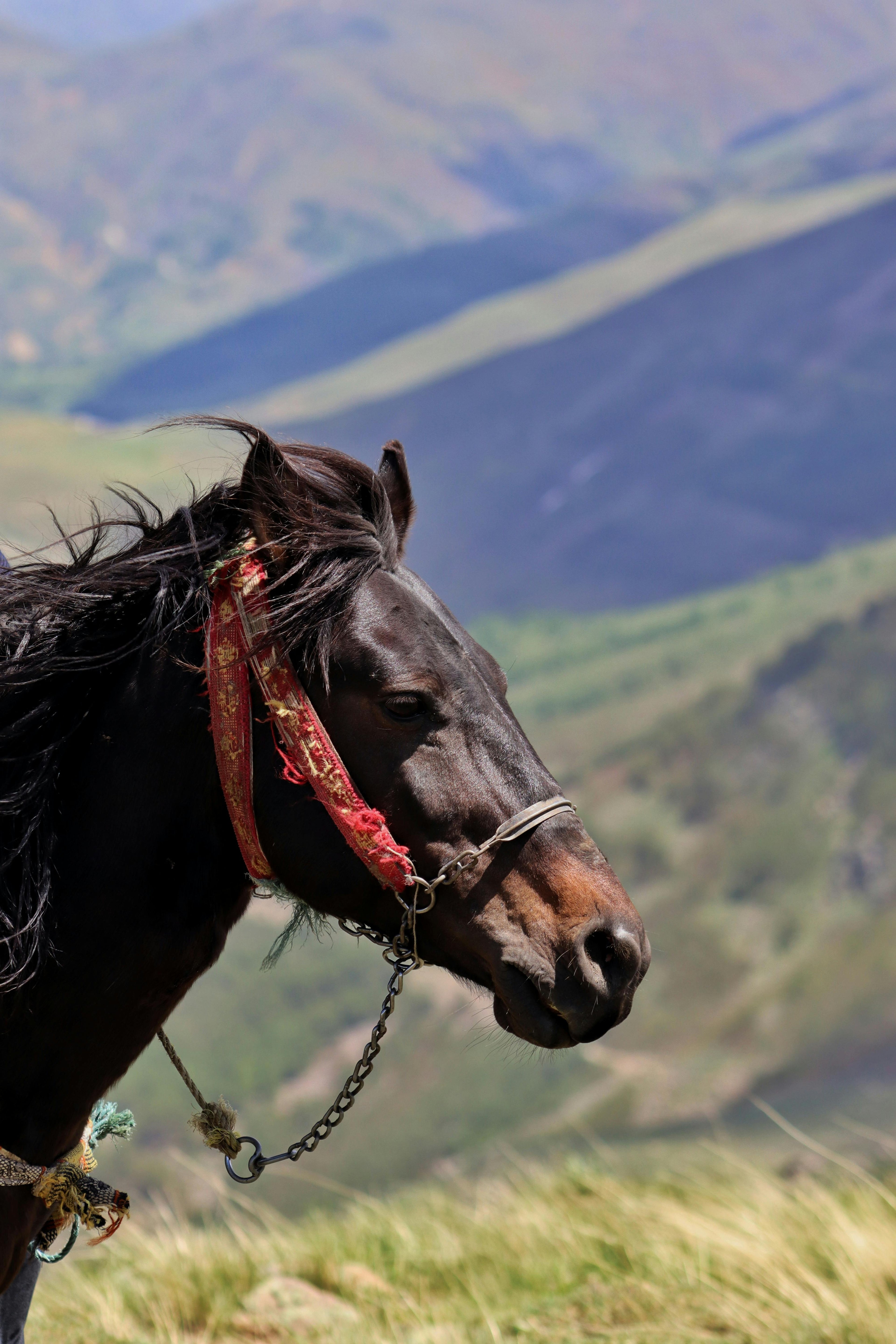 Equestrian Expedition – Long-Distance Trail Riding & Elite Endurance Horsemanship