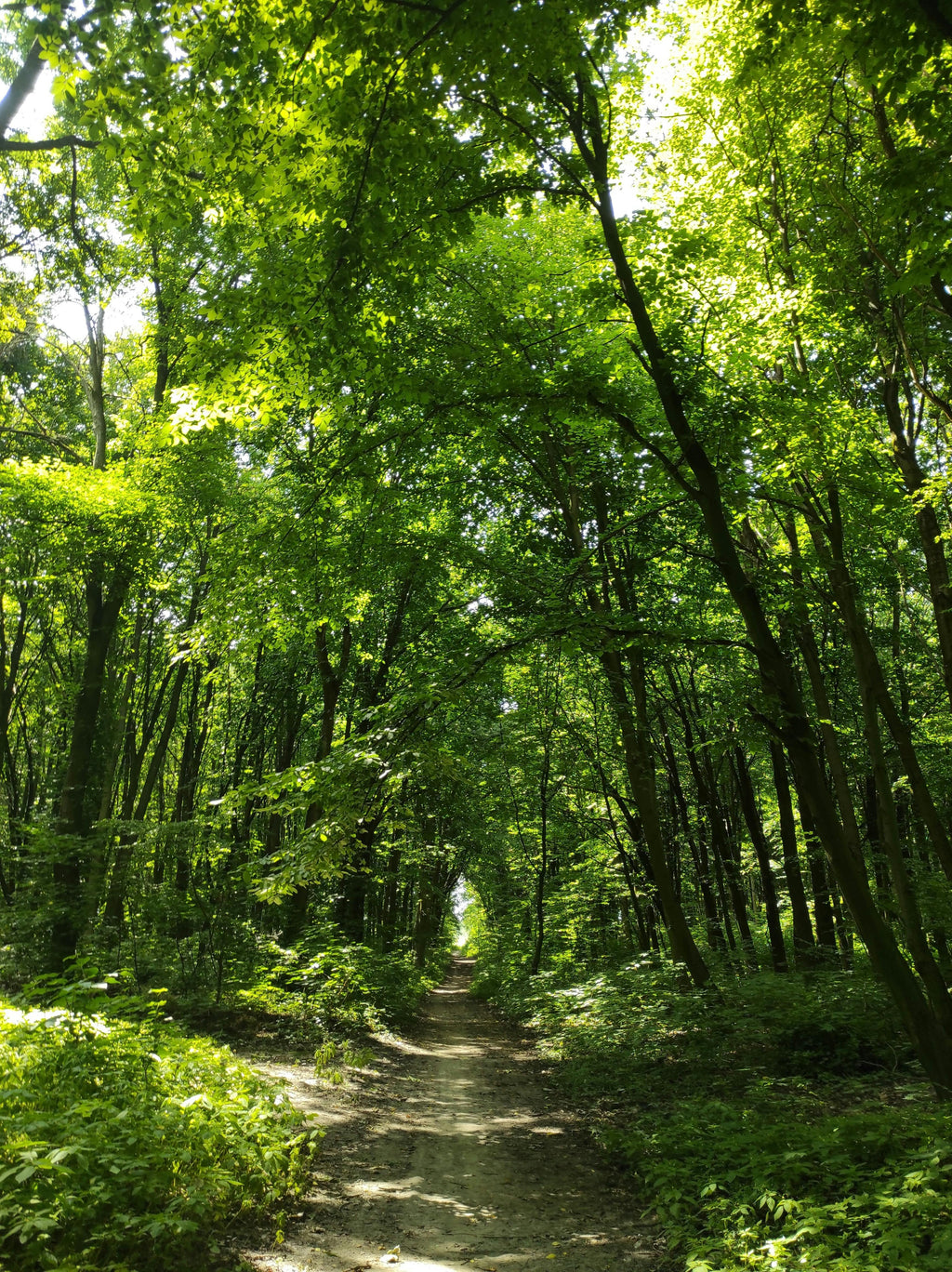 Dordogne – A Charming Stone Hamlet Retreat with Woodland Trails & Pure Countryside Serenity
